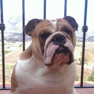 bailey bailey