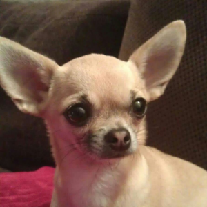 daisey daisey